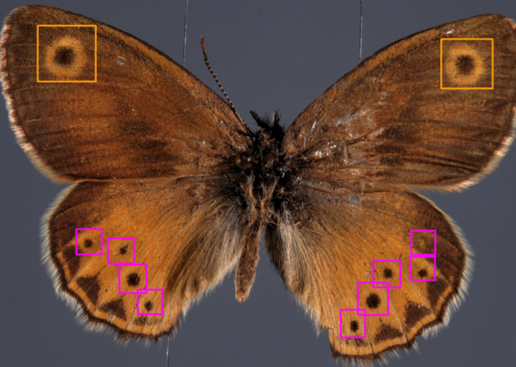 REGRESSION MODEL AND OBJECT CLASSIFICATION
